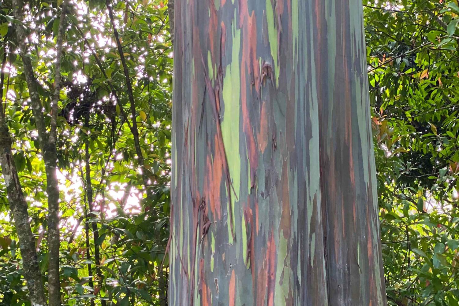 Maui: Van Tagestour nach Hana mit ortskundigem Guide und Mittagessen