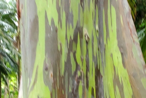 Maui: VIP Road to Hana privat tur i cabriolet-SUV