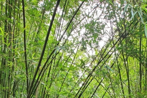 Maui: VIP Road to Hana privat tur i cabriolet-SUV