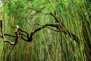 Maui: Waterfall & Rainforest Hiking Tour with Picnic Lunch
