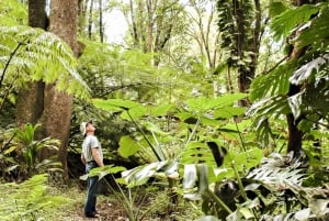 Maui: Wędrówka do wodospadów w lesie deszczowym z piknikowym lunchem