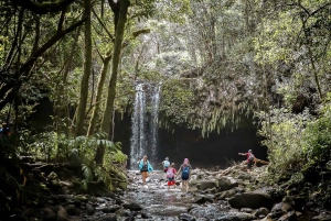 Maui: Caminata a las Cascadas de la Selva Tropical con Comida de Picnic