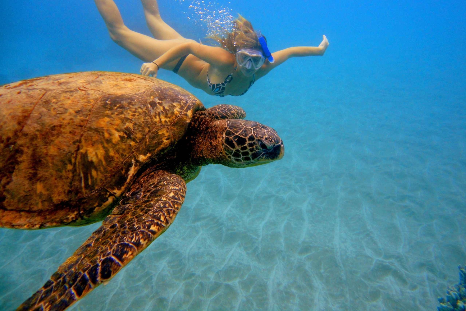 Maui: Snorkelbådtur på vestkysten m/morgenmad og frokost