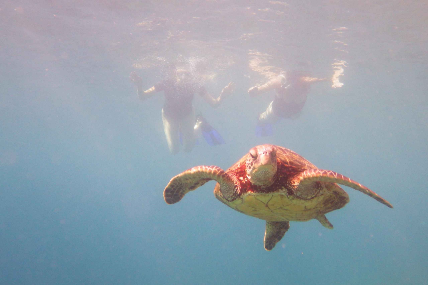 Maui: Snorkelbådtur på vestkysten m/morgenmad og frokost
