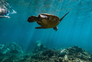 Maui: Snorkelbådtur på vestkysten m/morgenmad og frokost