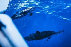 Maalaea: Snorkling og seiling på Vest-Maui - dagstur med lunsj
