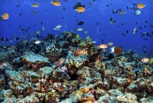Maui: West Side Discovery Kajak & Snorkel fra UKUMEHAME