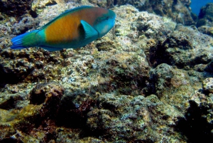 Maui: West Side Discovery Kajak & Snorkling från UKUMEHAME