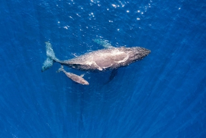Maui: Guided Whale Watching Tour on Eco Raft