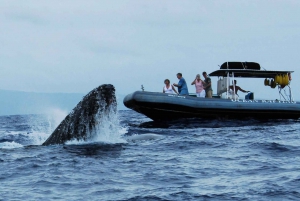 Maui: Guided Whale Watching Tour on Eco Raft