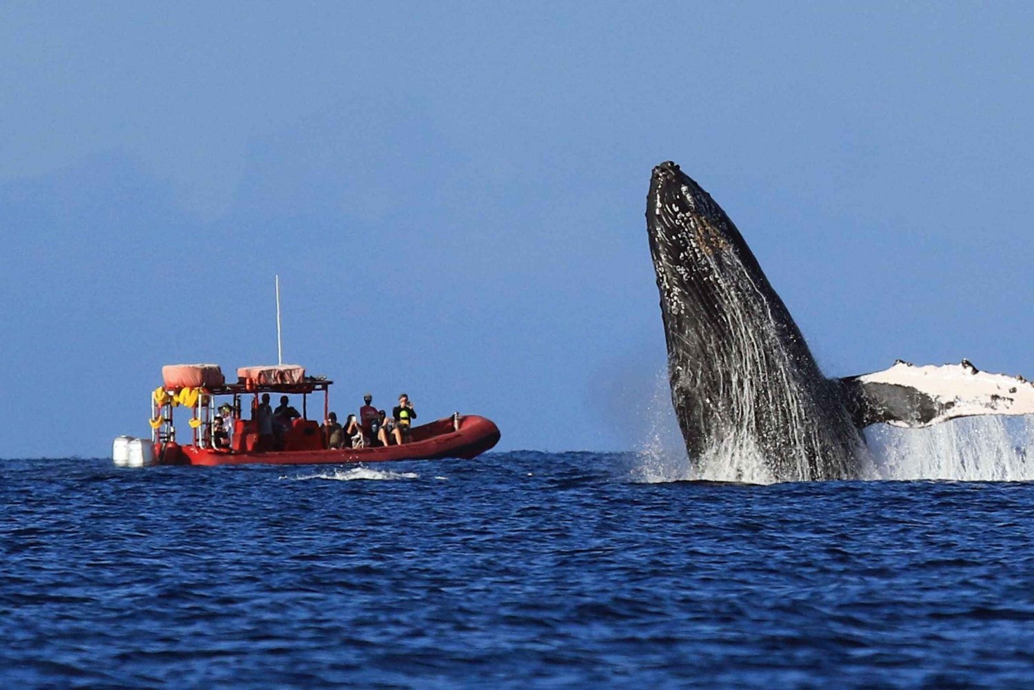 Из Кихея: круиз по миграции горбатых китов с гидом