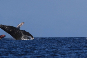 Fra Kihei: Guidet krydstogt på pukkelhvalernes vandring
