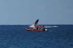 Desde Kihei: Crucero guiado por la migración de las ballenas jorobadas