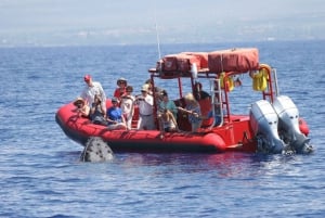 Fra Kihei: Guidet krydstogt på pukkelhvalernes vandring