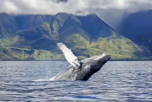 Maui: Whale Watching Tour from Kaanapali Beach
