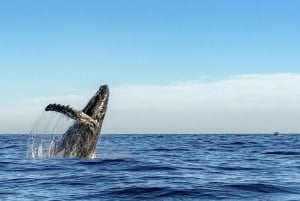 Maui: Whale Watching Tour from Kaanapali Beach