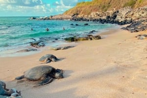 Maui's Sea Turtle & Waterfalls: Taste of Hana Guided Tour