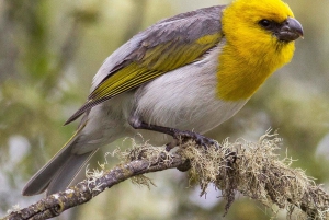 Mauna Kea : randonnée au coucher du soleil et au lever des étoiles avec un autochtone hawaïen