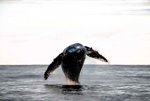 Kona: Kalaoa Midday Whale Watching Tour