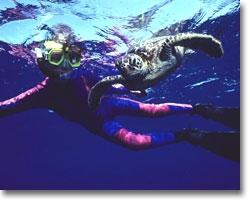 Molokai Fish and Dive