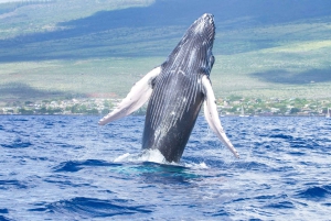 Mergulho com snorkel na cratera de Molokini e observação de baleias (15 de dezembro a 30 de março)