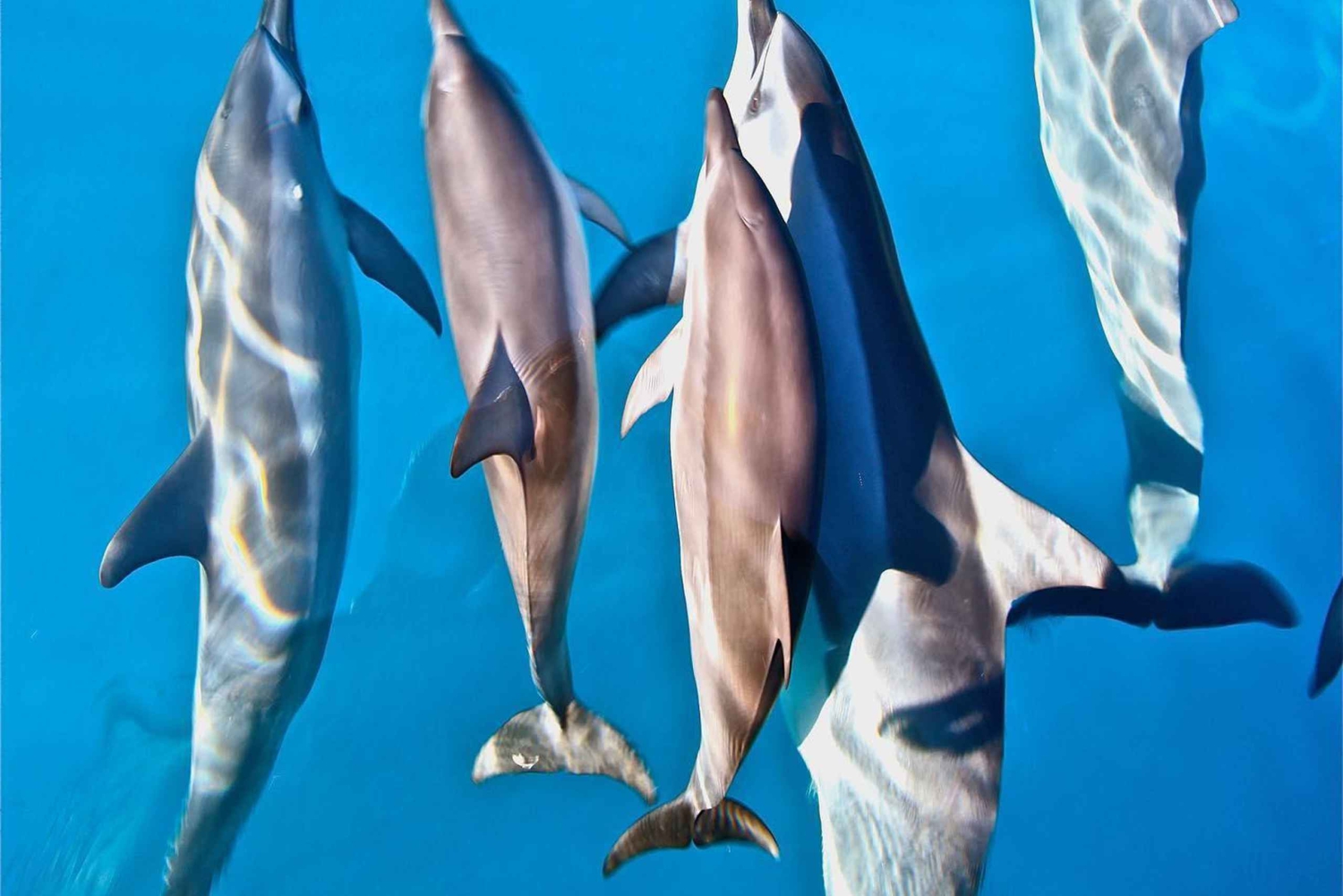 Nā Pali Coast Zodiac Raft Expeditie in zeegrotten op Kauai