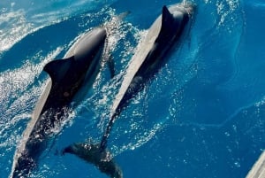 Экспедиция по морским пещерам на плоту Зодиака на побережье На Пали на Кауаи