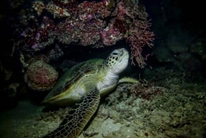 Snorkeling notturno a Turtle Town con luci e stelle