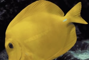 ライトと星のあるタートルタウンで夜のシュノーケル