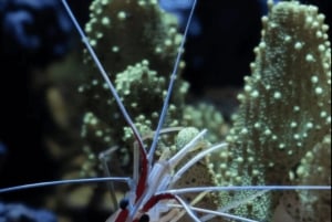 ライトと星のあるタートルタウンで夜のシュノーケル