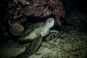 ライトと星のあるタートルタウンで夜のシュノーケル