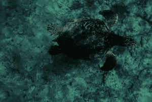 ライトと星のあるタートルタウンで夜のシュノーケル