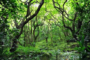Jungle Loop van het Noordereiland in Groot Eiland: Audiogids