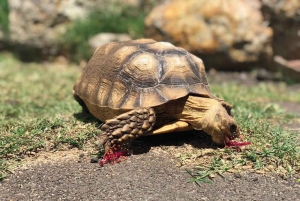 La meilleure journée de North Shore ! Rivière, tortues, ferme avec déjeuner