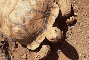 La meilleure journée de North Shore ! Rivière, tortues, ferme avec déjeuner