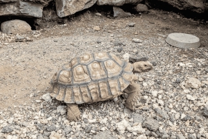 La meilleure journée de North Shore ! Rivière, tortues, ferme avec déjeuner