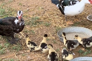 La meilleure journée de North Shore ! Rivière, tortues, ferme avec déjeuner