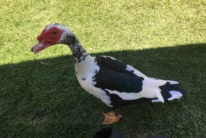 La meilleure journée de North Shore ! Rivière, tortues, ferme avec déjeuner
