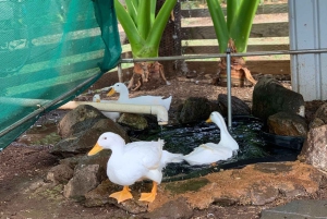 La meilleure journée de North Shore ! Rivière, tortues, ferme avec déjeuner