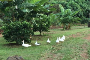 La meilleure journée de North Shore ! Rivière, tortues, ferme avec déjeuner