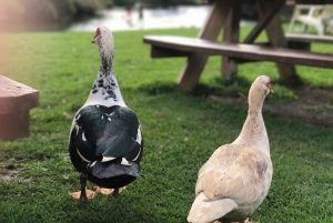 La meilleure journée de North Shore ! Rivière, tortues, ferme avec déjeuner