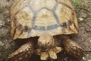 La meilleure journée de North Shore ! Rivière, tortues, ferme avec déjeuner