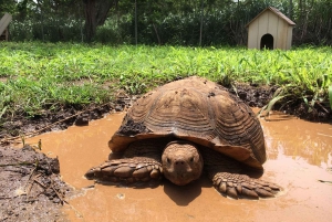 La meilleure journée de North Shore ! Rivière, tortues, ferme avec déjeuner