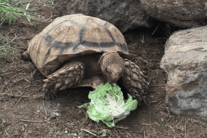 La meilleure journée de North Shore ! Rivière, tortues, ferme avec déjeuner