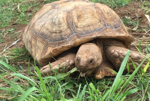 La meilleure journée de North Shore ! Rivière, tortues, ferme avec déjeuner