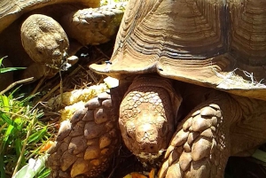 La meilleure journée de North Shore ! Rivière, tortues, ferme avec déjeuner