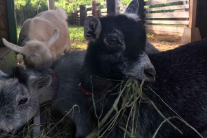 La meilleure journée de North Shore ! Rivière, tortues, ferme avec déjeuner