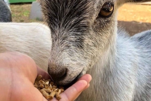 La meilleure journée de North Shore ! Rivière, tortues, ferme avec déjeuner