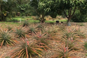 La meilleure journée de North Shore ! Rivière, tortues, ferme avec déjeuner