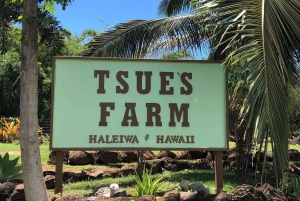 La meilleure journée de North Shore ! Rivière, tortues, ferme avec déjeuner